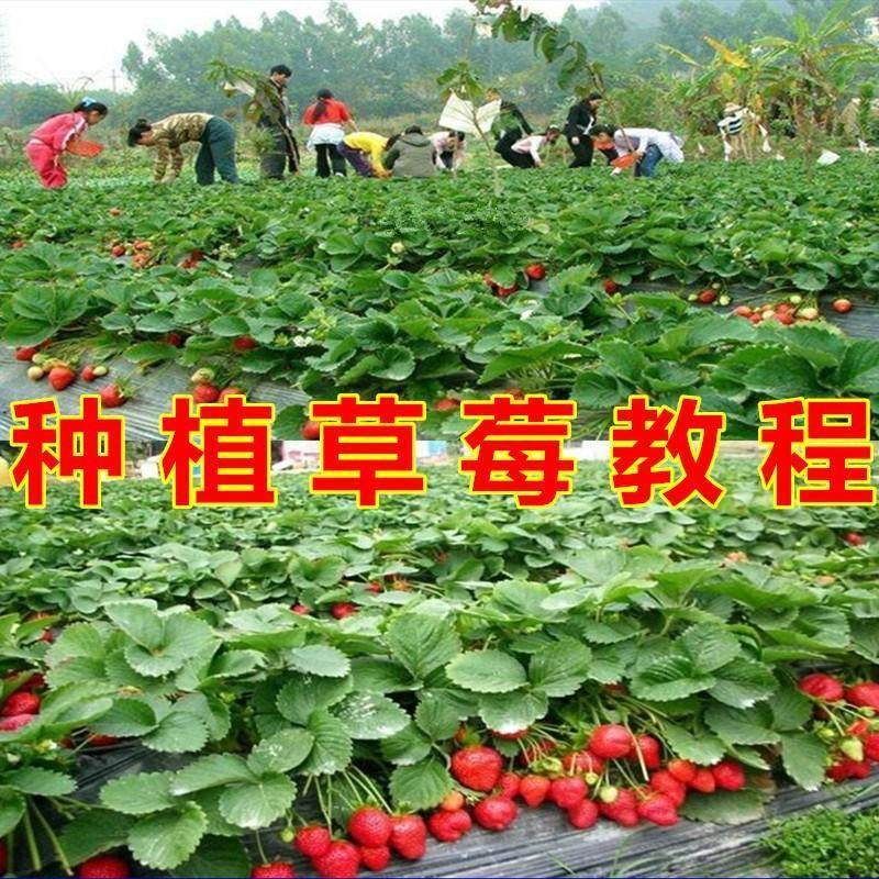 草莓种植技术全套视频教程大全科学培训方法经验大棚栽培教程资料-88资料库