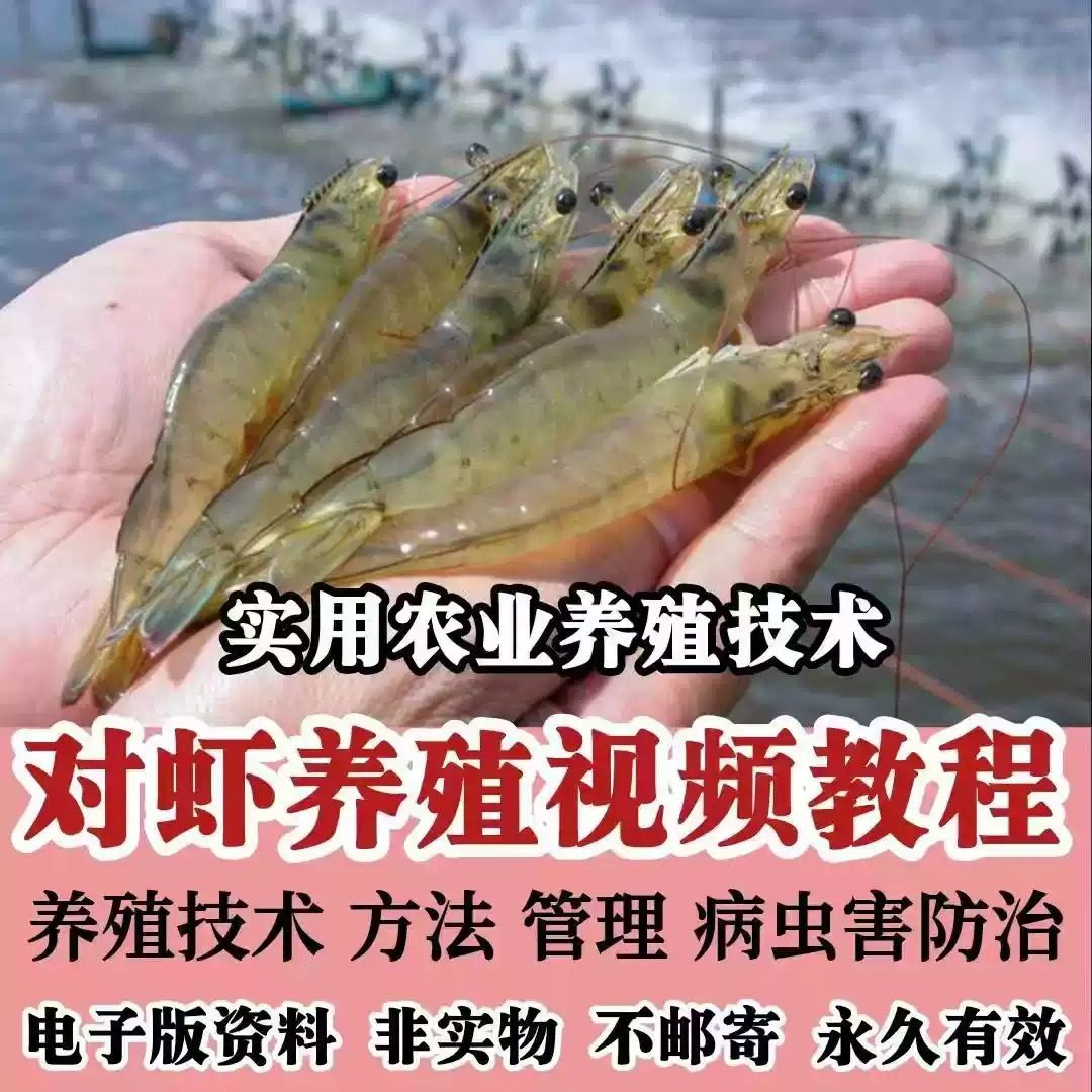对虾养殖技术视频教学教程水质管理日常养护疾病防治南美白素材-88资料库