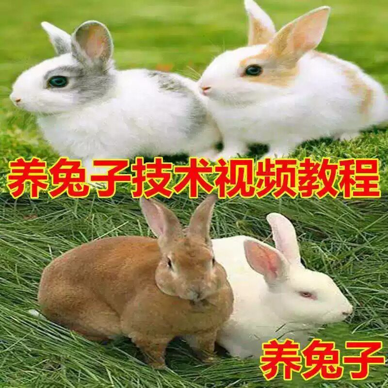 养兔子技术自学全套视频教程大全兔子养殖教程学畜牧养殖视频教程-88资料库